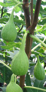 Figues Longue d'août, Banane, Jérusalem