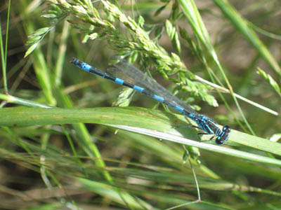 Agrion de Mercure, star de la Baratte